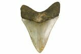 Serrated, Fossil Megalodon Tooth - North Carolina #164824-2